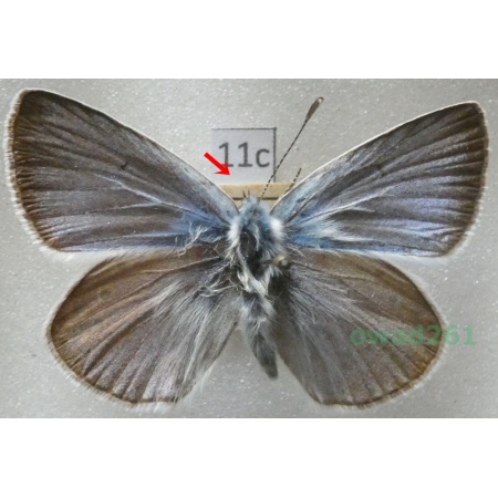 Polyommatus amandus (Schneider, 1792) male Czech11c